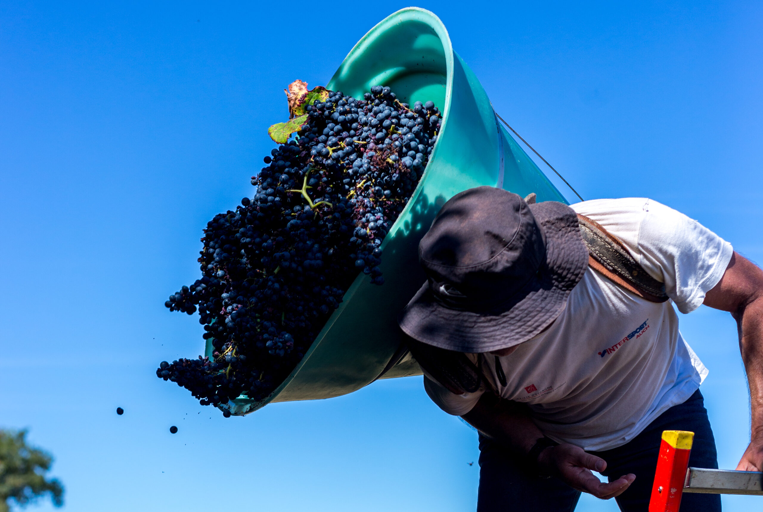 Vignoble des Graves