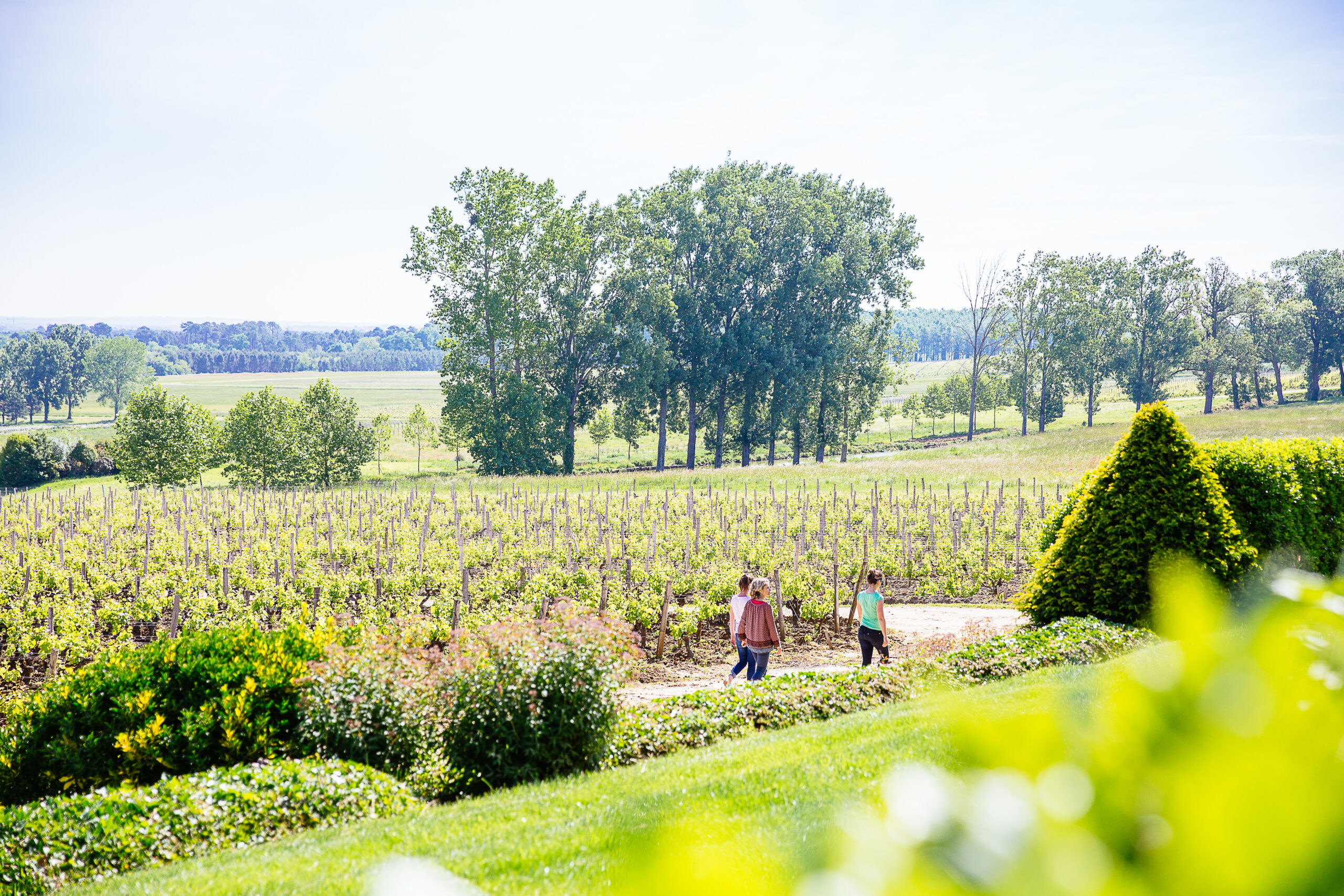 vignoble de sauternes