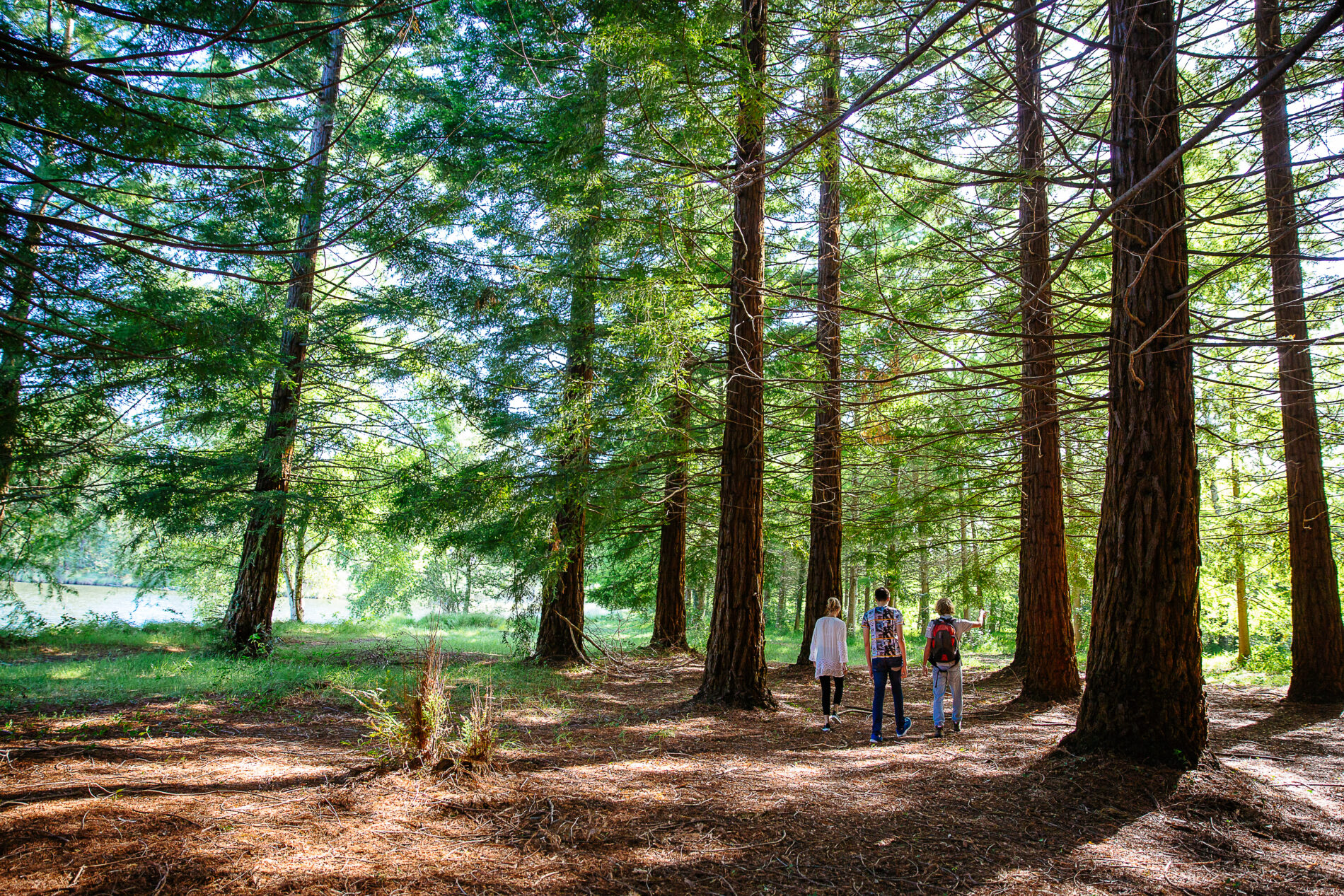 Forêt du Parc naturel régional des landes de gascogne