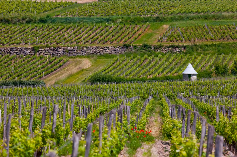 Vignoble de Sauternes