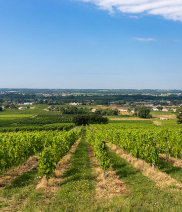 Coteau de Verdelais