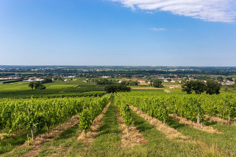 Coteau de Verdelais