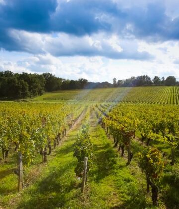 Vignobles Sauternes et Graves Sud-Gironde