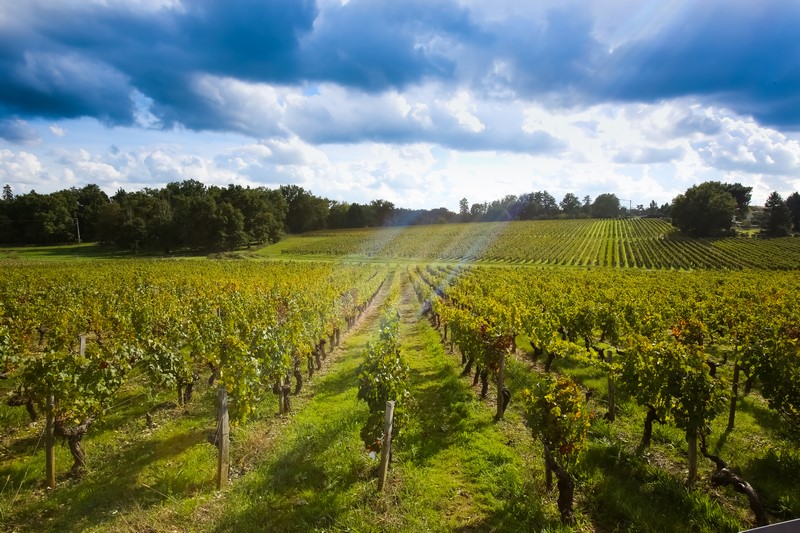 Vignobles Sauternes et Graves Sud-Gironde