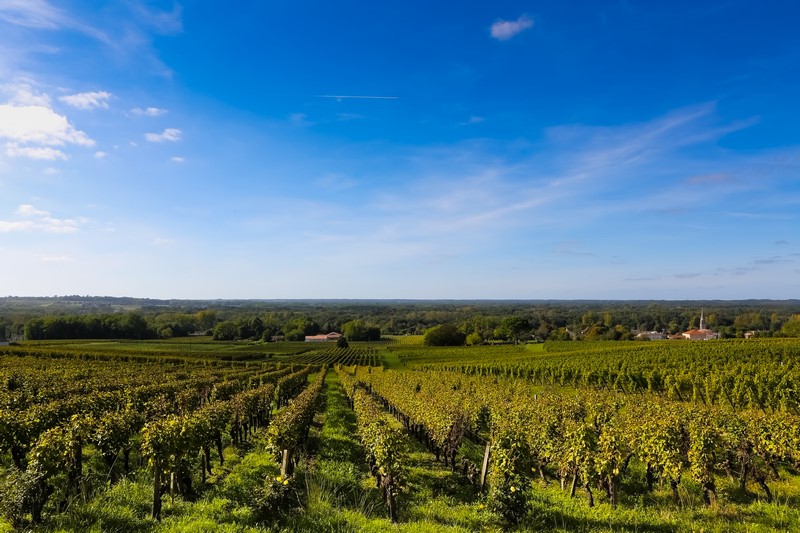 Vignoble du sauternais