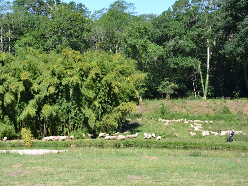 Bernos-Beaulac -Domaine de Lyran CH (3)