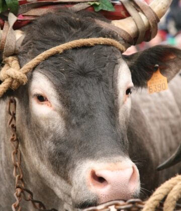 Boeufs gras Bazas