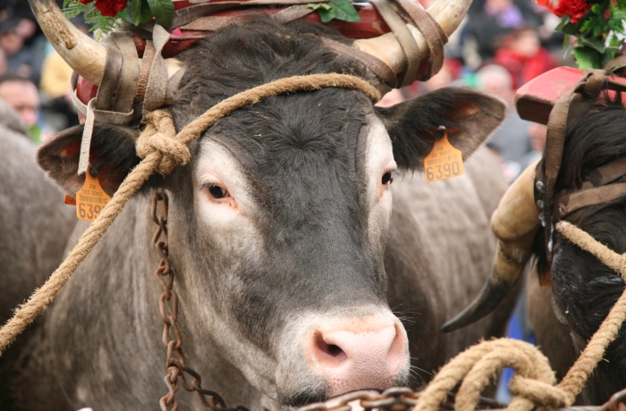 Boeufs gras Bazas