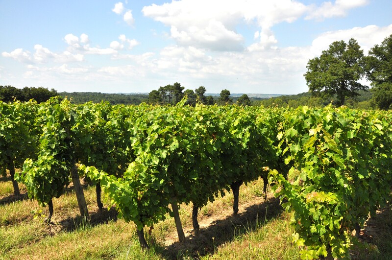 Château Caillivet - MAZÈRES - Sud-Gironde