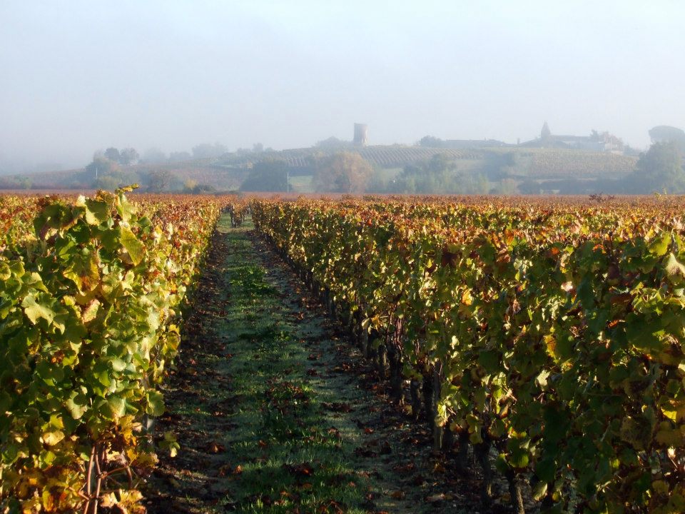 Château Haut Claverie - FARGUES - Sud-Gironde