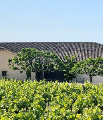 Château Jeantieu - SAINT-ANDRÉ-DU-BOIS - Sud-Gironde