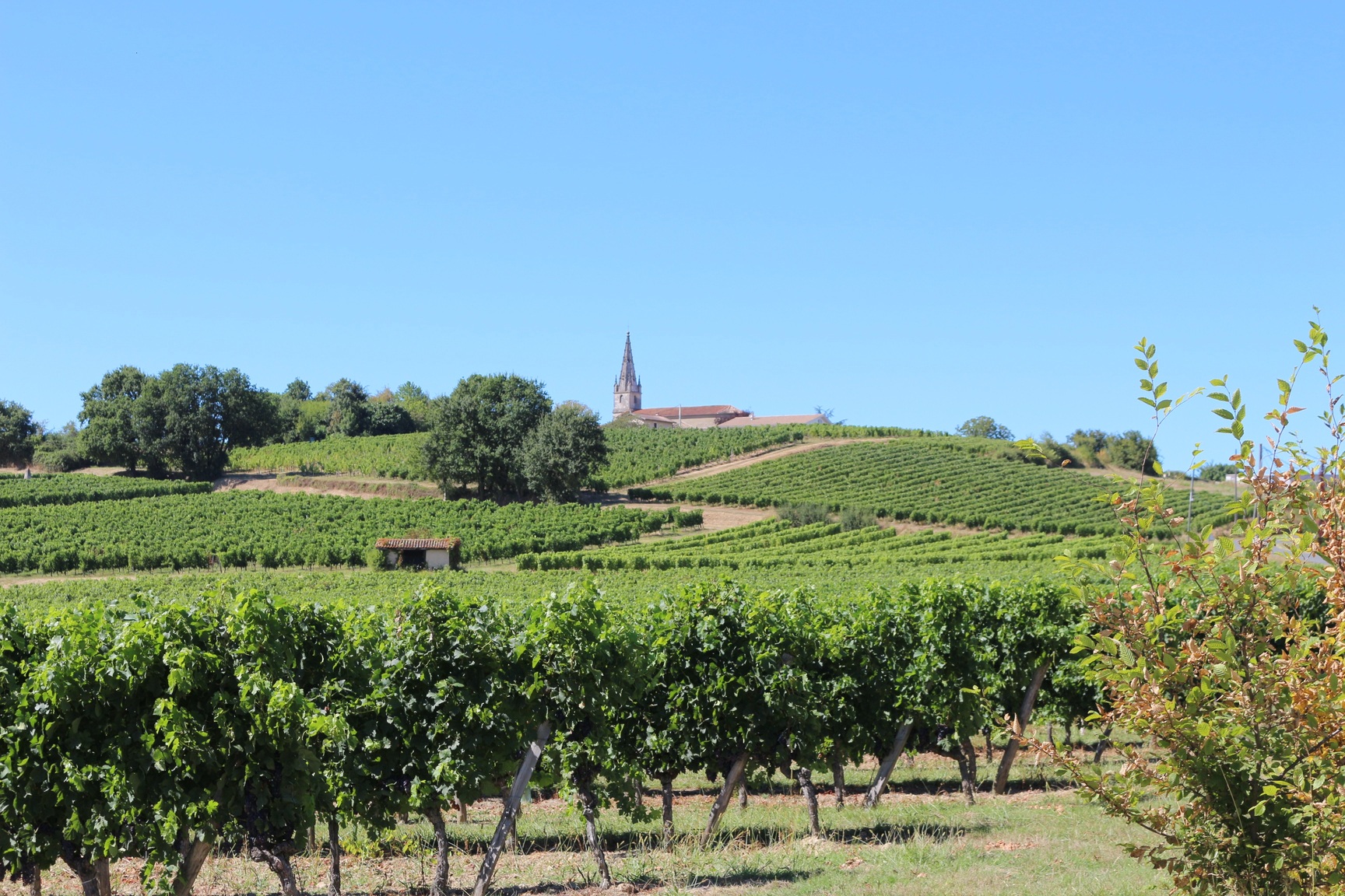 Château Jeantieu - SAINT-ANDRÉ-DU-BOIS - Sud-Gironde