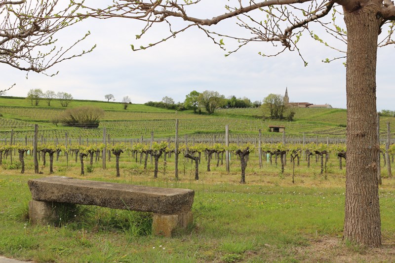 Château Jeantieu - SAINT-ANDRÉ-DU-BOIS - Sud-Gironde