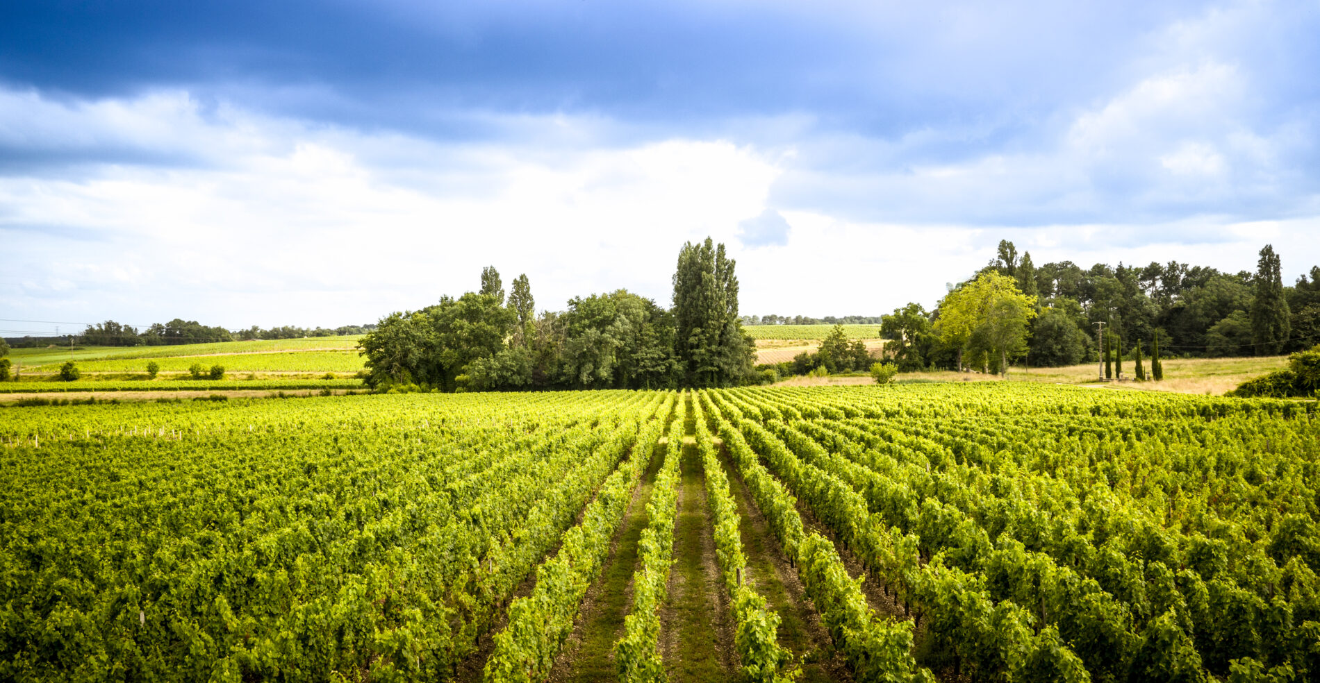 Château La Garde - vignoble (H)1