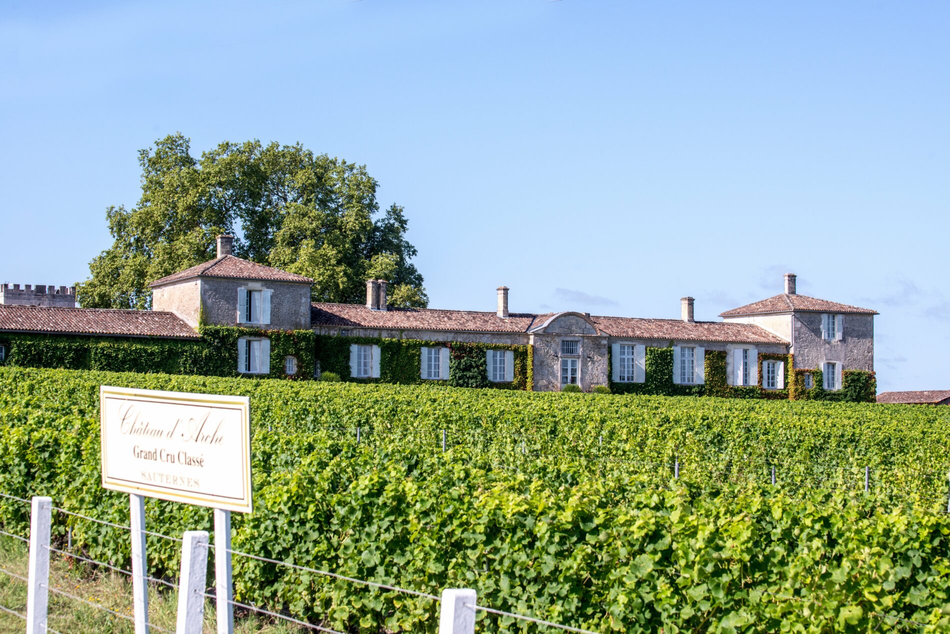 Château d'Arche - SUD-GIRONDE - Sauternes