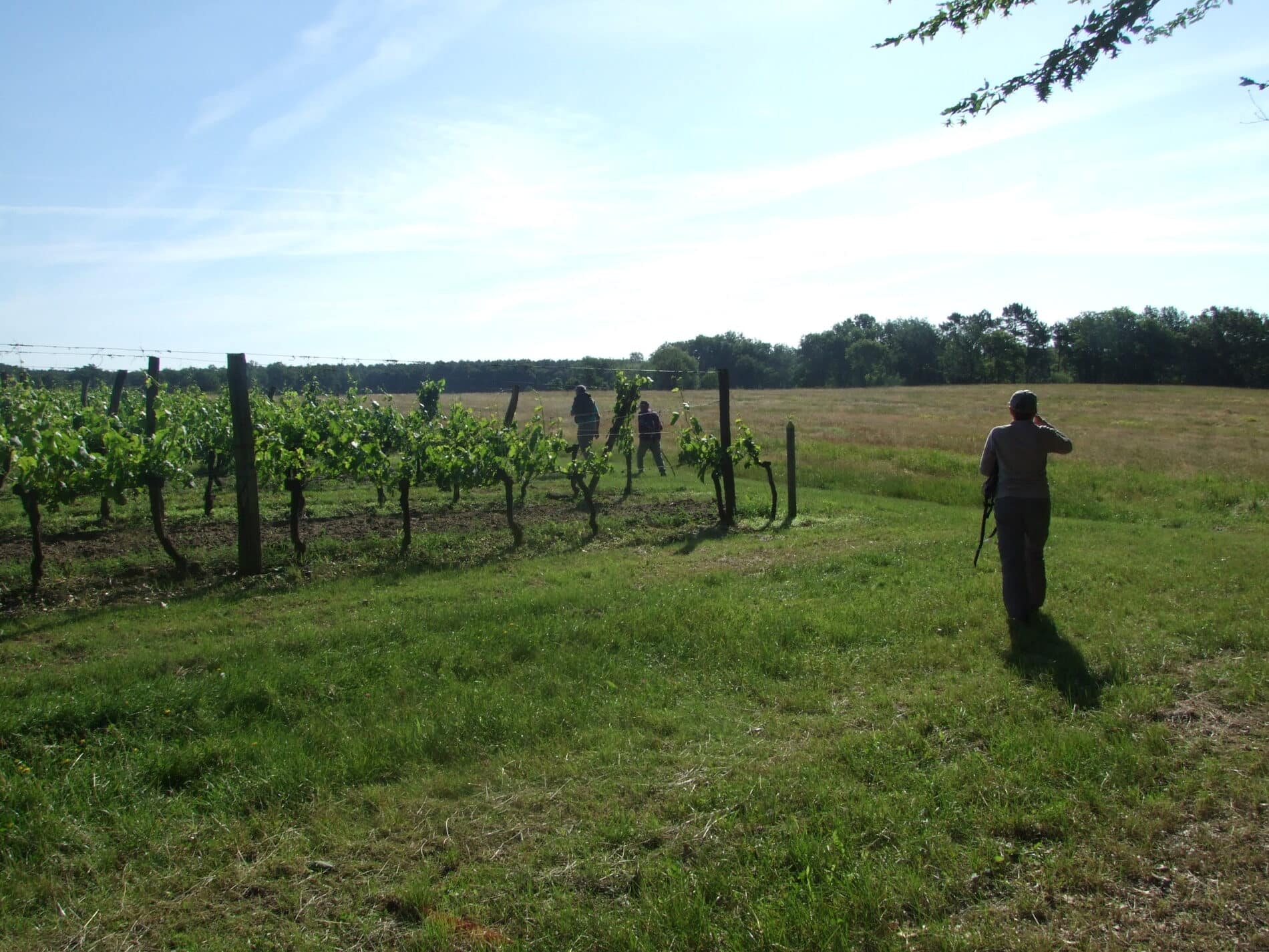 Cours-les-bains - parcelle de vignes boucle du Lysos