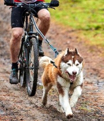 Cycles du Bazadais - cani VTT