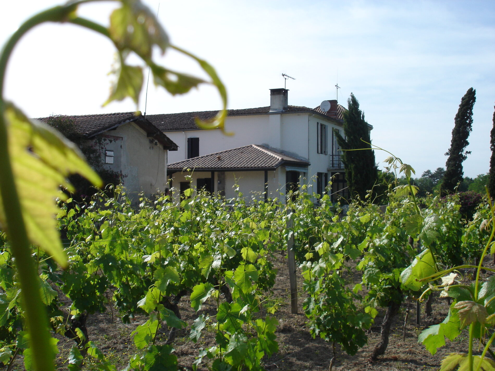 Domaines Latrille Bonnin - MAZÈRES - Sud-Gironde