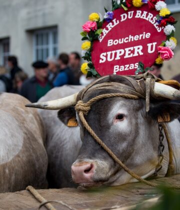 Fête des Boeufs Gras de Bazas - ph. DR