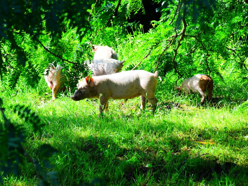 Gajac-Les-Faits-de-Serres