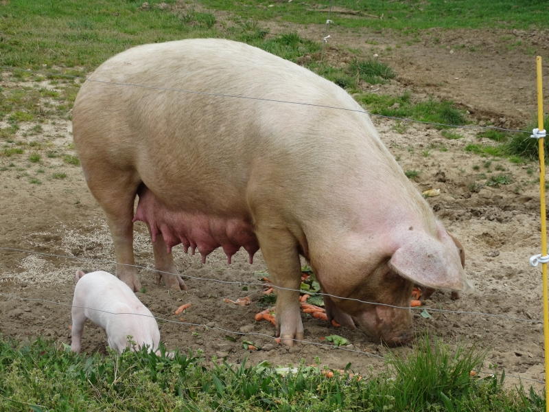 Gajac -Ferme de Haute Cerre (3)