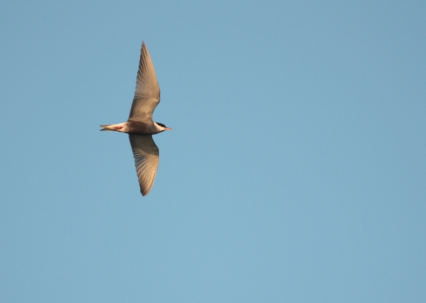 Guifette moustac en migration