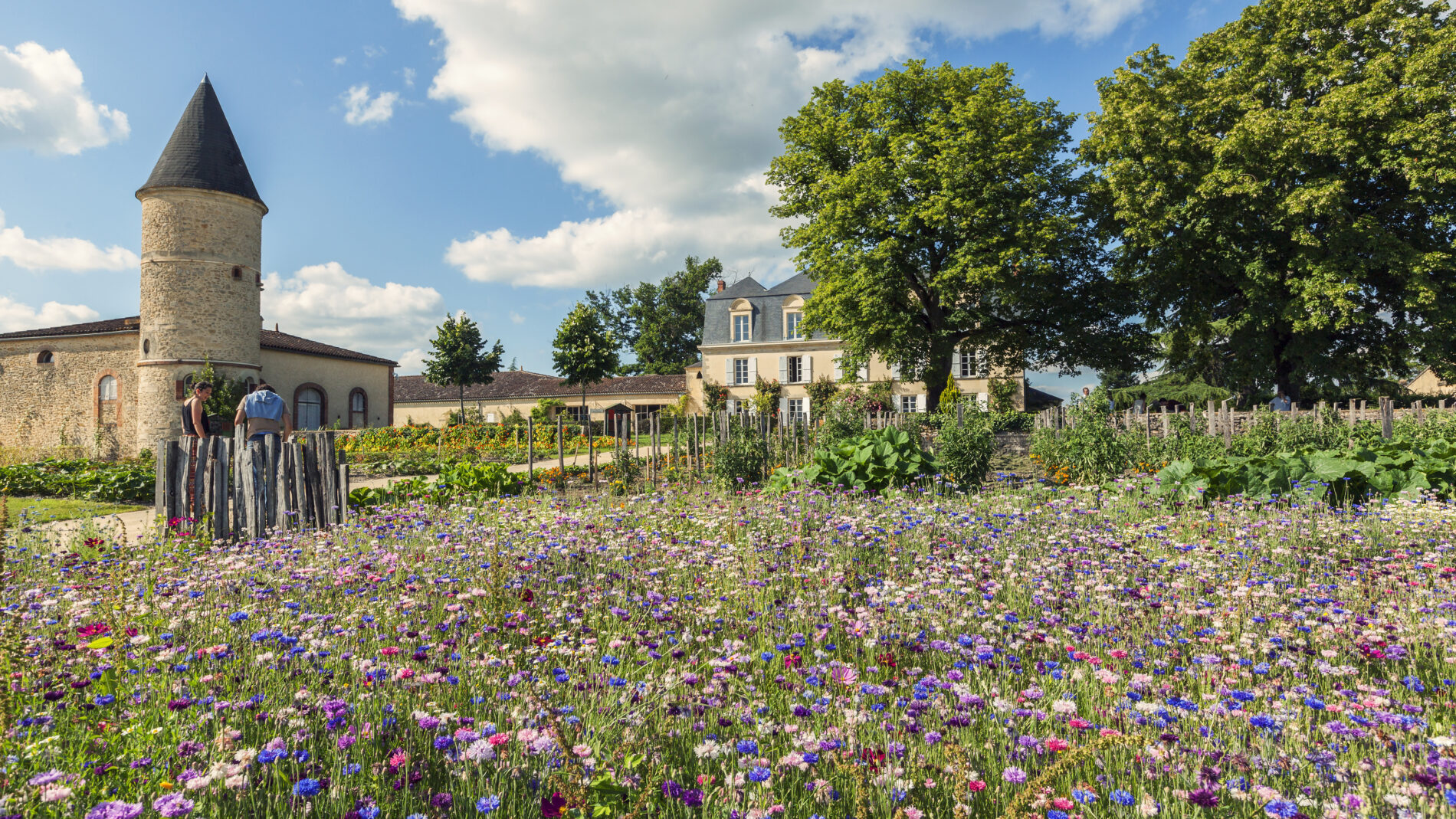 Château Guiraud - SAUTERNES - Sud-Gironde