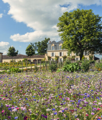 Château Guiraud - SAUTERNES - Sud-Gironde