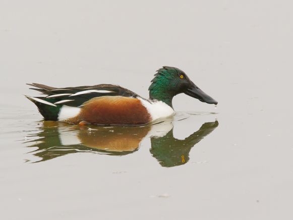 Mâle de canard souchet