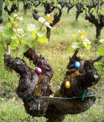 Pâques en vignes_Château Haut Claverie