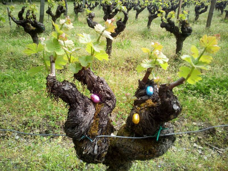 Pâques en vignes_Château Haut Claverie