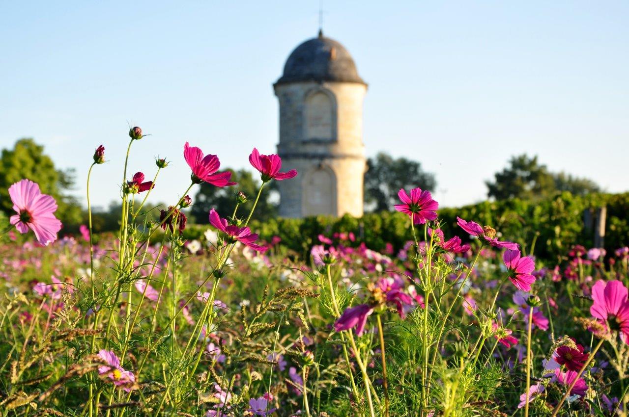 Prairie fleurie TOUR Cht de Portets