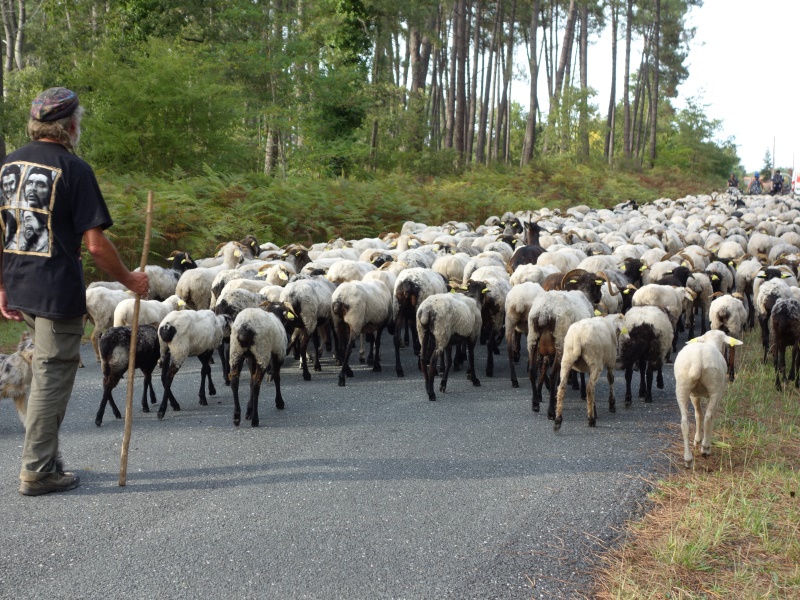 Route de la transhumance (2)