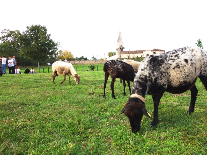 Saint-Michel-de-Castelnau - transhumance (1)