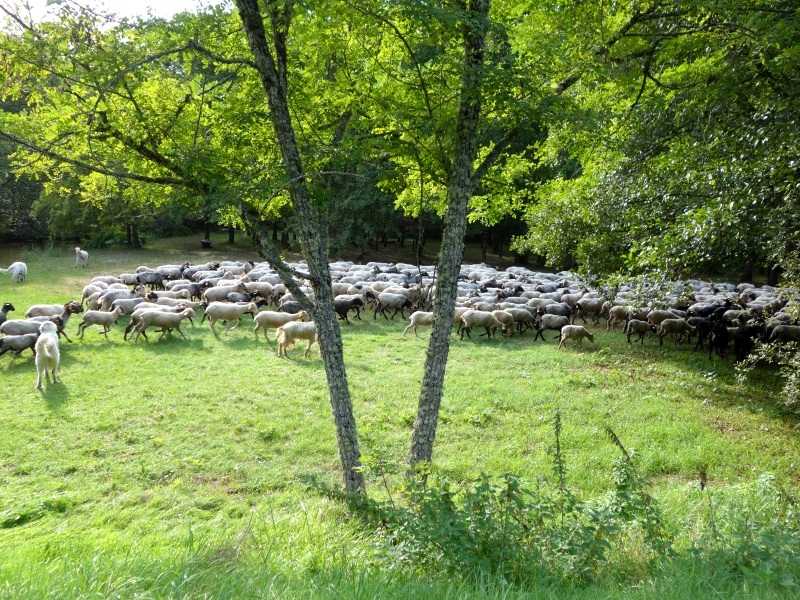 Saint-Michel-de-Castelnau - transhumance (2)