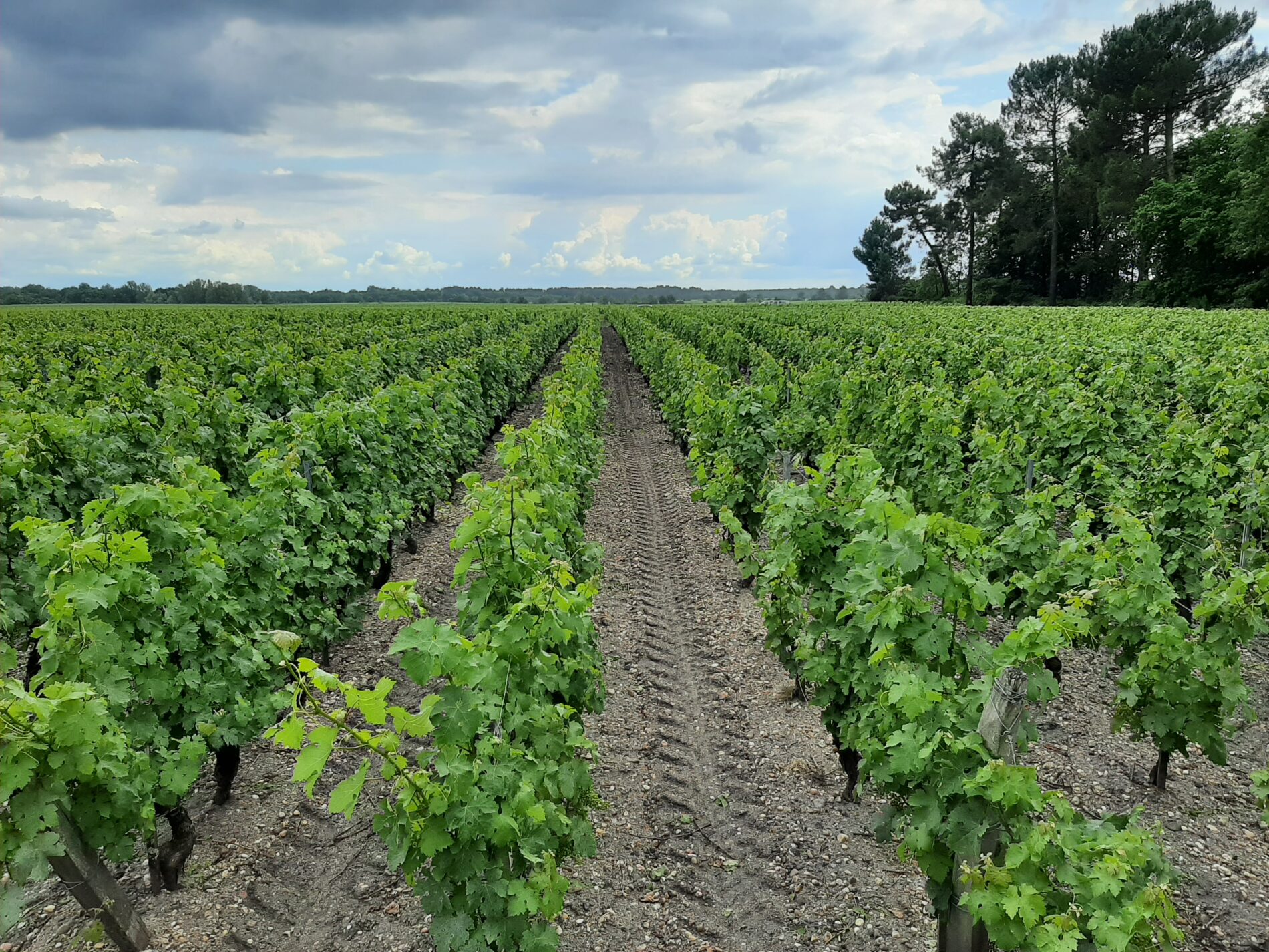 Vignes HL 09 06 20 horizontal