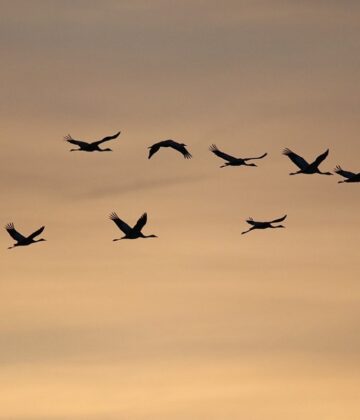 oiseaux hivernants