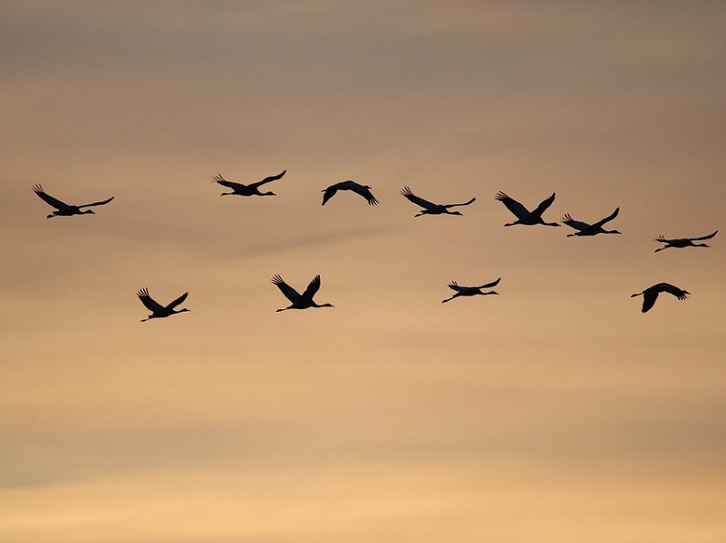 oiseaux hivernants