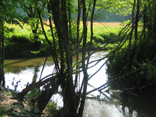 Destination Garonne, la Forêt Galerie du Ciron