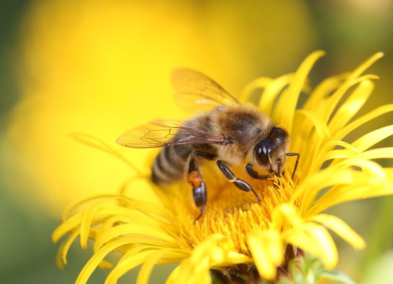 Journée de l'abeille