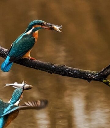 les oiseaux aquatiques