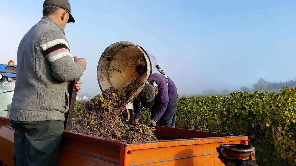 vendanges-gaudiet